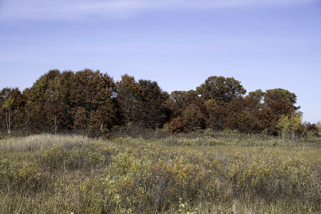 Line of trees with Autumn Leaves at Crex Meadows photo