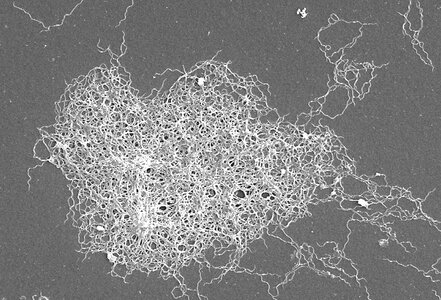 Bacteria Borrelia spirochaetaceae worm