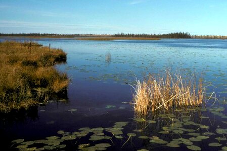 Aquatic crops other