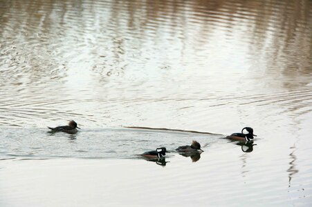 Ducks Lophodytes cucullatus Mergus serrator