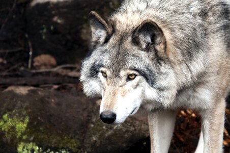 Animal beautiful photo Canis lupus photo