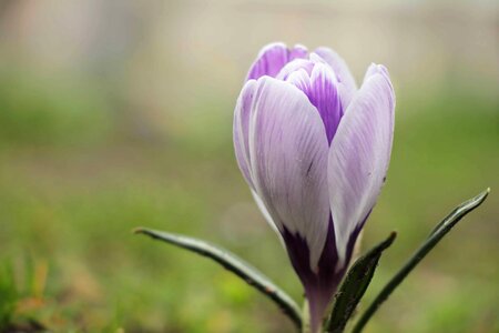 Beautiful Photo daylight flora