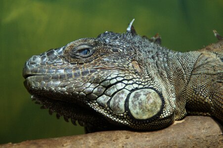 Zoo relaxed head