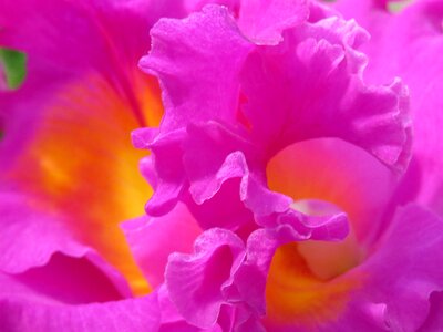 Purple petals abstracts