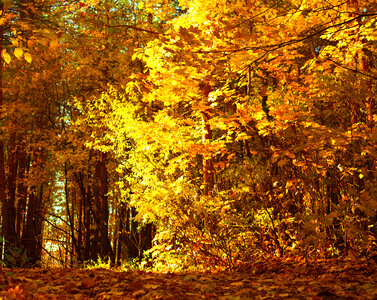 scene of nature