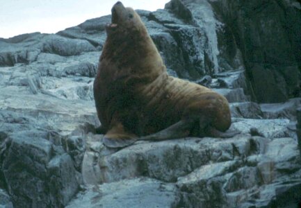 Animal fur fur seal photo