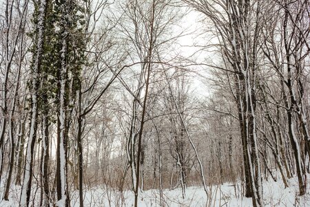 Snowy forest trees photo
