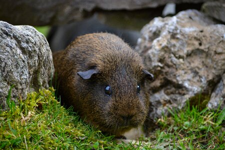 Button eyes smooth hair gray agouti