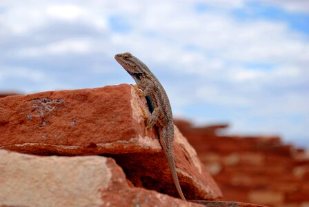 Lizard photo