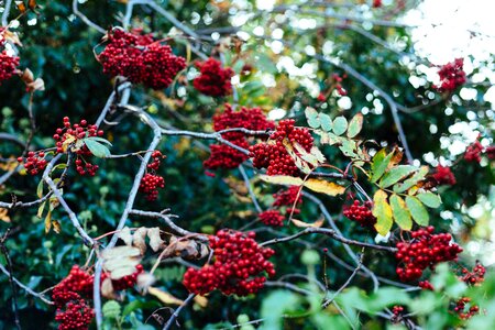 Shrub with lots of red berries on branches photo
