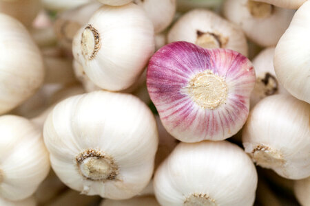 A bunch of Garlic Cloves photo