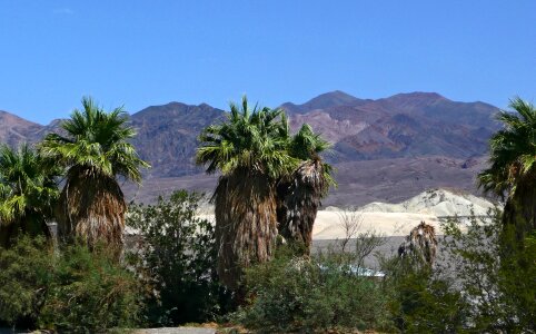 Landscape palm trees sand photo