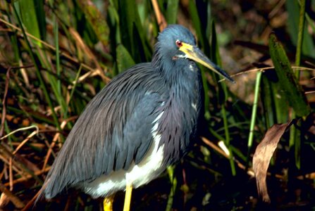 Bird egret tricolor photo