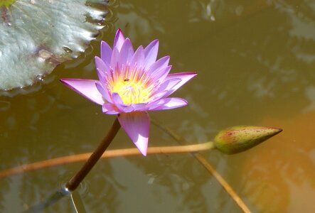 Aquatic water pond