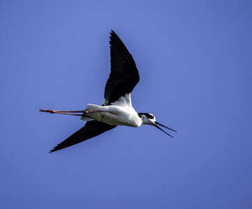 Black-necked Stilt in mid-flight photo