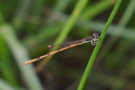 Animal arthropod biology photo