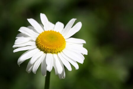 Beautiful Flowers biology bloom