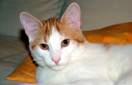 Reddish white beautiful