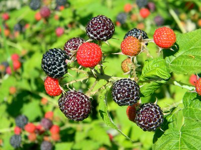 Raspberry bush berry black berries photo