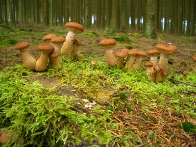 Forest mushroom plant seasons photo