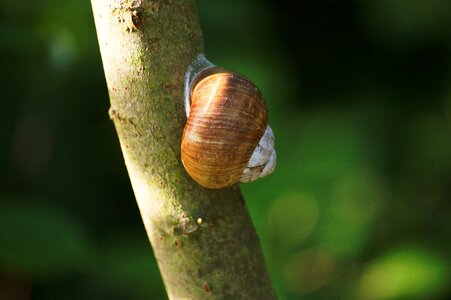 Snail animals nature