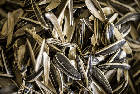 Sunflower seed shells bitten apart