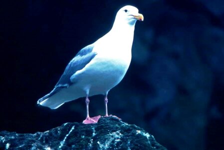 Rock  