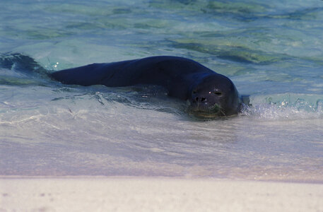 Hawaiian monk seal photo