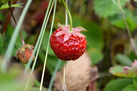 Strawberries sweden summer