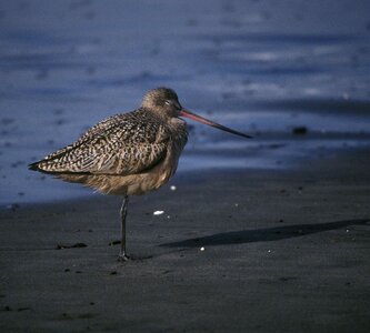 Limosa Lapponica phylum single