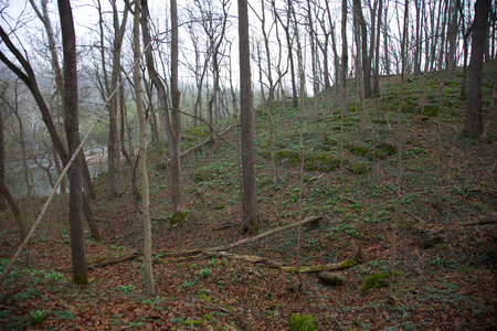 Spring woods-3 photo