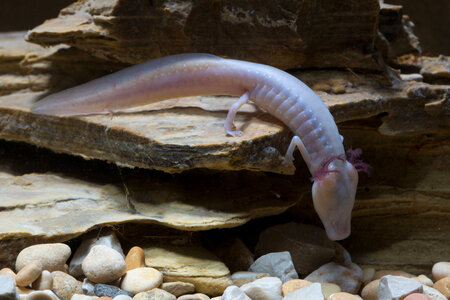 Texas Blind Salamander-4