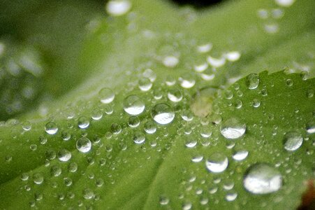 Rain drop leaf photo