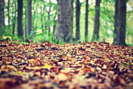 Leaves foliage floor photo