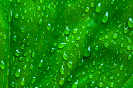 Drops On Green Leaf photo