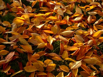 Meadow park cherry tree
