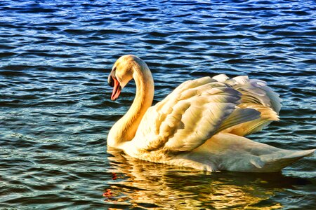 Golden Swan photo