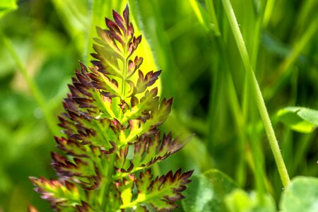 Ecology flora grass