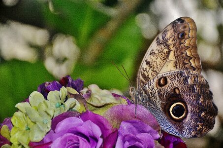 Nymphalidae insect caligo eurilochus
