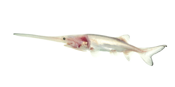 American paddlefish leucistic-1 photo