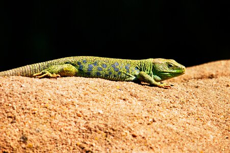 Lizard animals nature