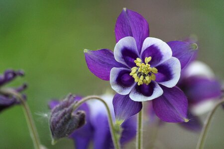 Garden flowers plant photo