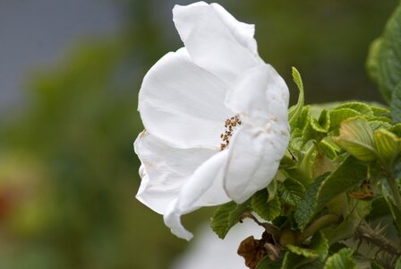 Wild plant flora photo