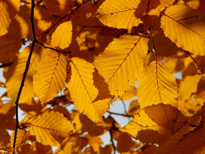 Birch greenhouse betulaceae golden autumn photo