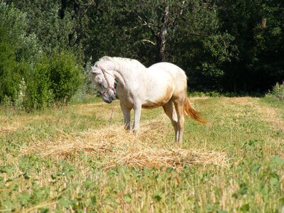 Wild mammal equestrian photo