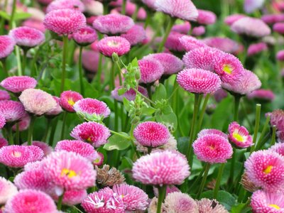 Beautiful Flowers beautiful photo blooming