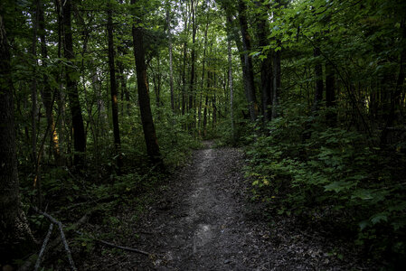Green wooded forest path at Rocky Arbor State Park photo