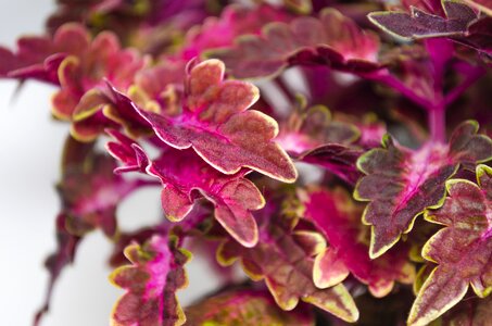 Floral plant natural