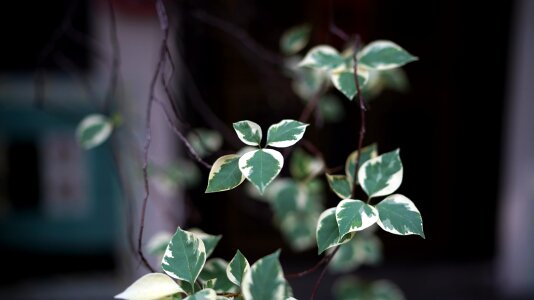 Plant leaf herb photo