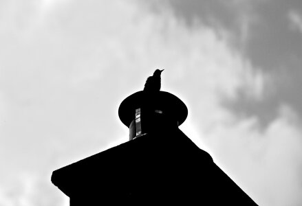 Black Bird on Rooftop Free Photo photo